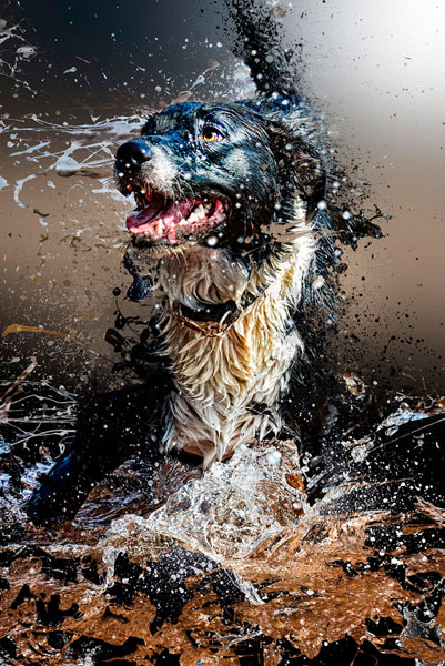Photograph Vicki Lea Boulter Bear on One Eyeland